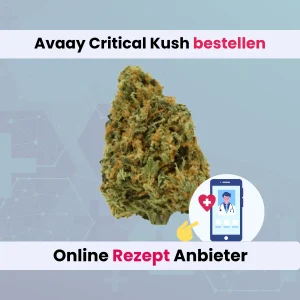 Avaay Critical Kush online bestellen
